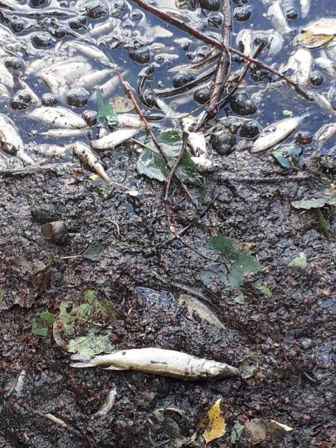 На Чернігівщині в озері виявлено масовий мор риби цінних видів