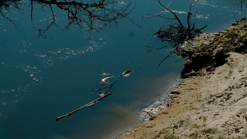 Неприємний запах, є загибла риба: що відомо про забруднення води у Десні в межах Чернігова