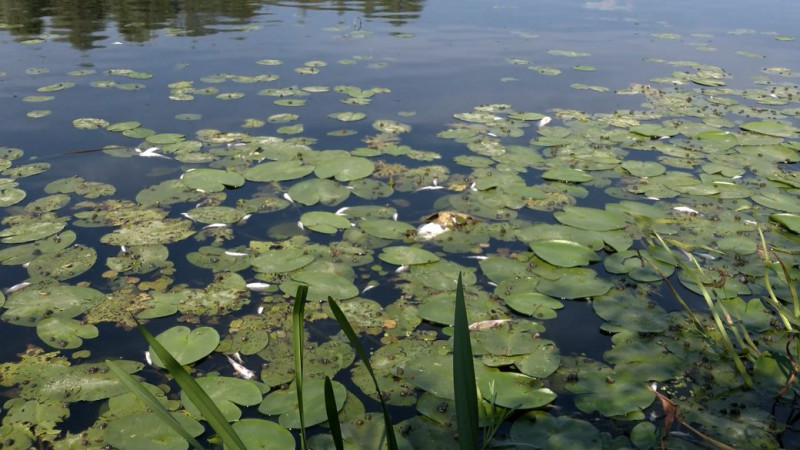Забруднена вода із Сейму дійде по річці Десна до Чернігова у другій половині дня 1 вересня: як це помітять чернігівці