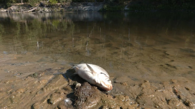 Вода в річках Десна та Сейм буде чистою через 2-3 тижні, — Держводагентство