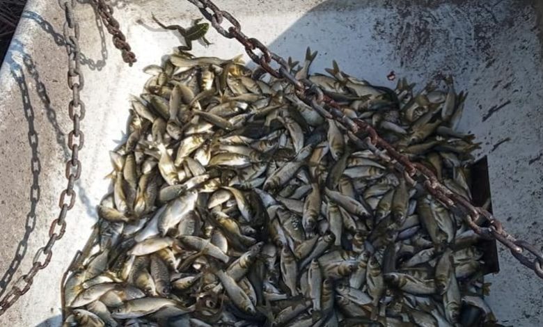 Чи безпечно рятувати рибу із забруднених річок Сейм і Десна та скільки років потребуватиме відновлення: думка еколога