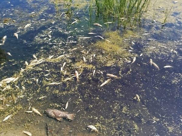 Міський пляж закривають для відвідування – забруднені води Десни мають дістатися території Чернігова найближчими днями