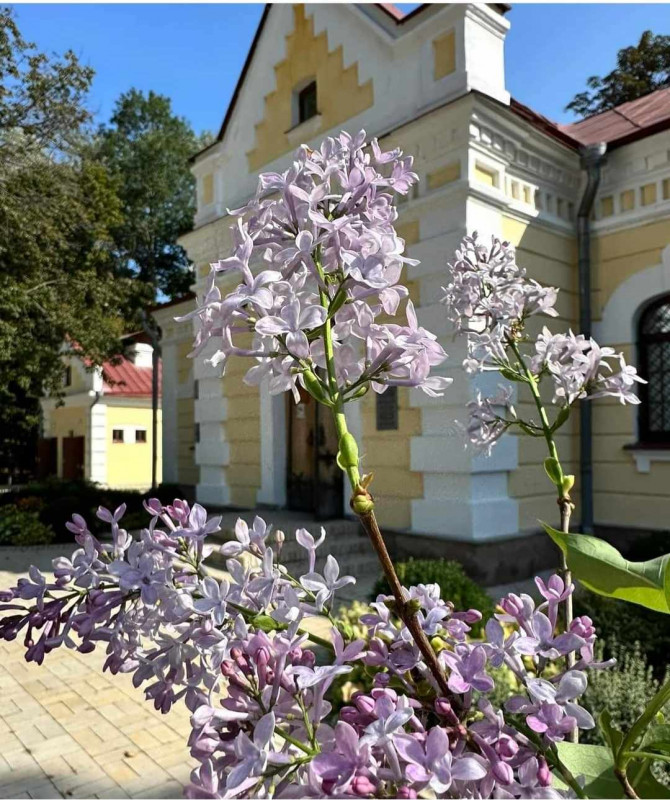 На Чернігівщині розцвів бузок, квітнуть яблуні та груші