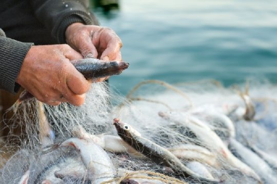 Рік пробаційного нагляду присудив суд рибалці з Чернігівщини за незаконний вилов цінних видів риби