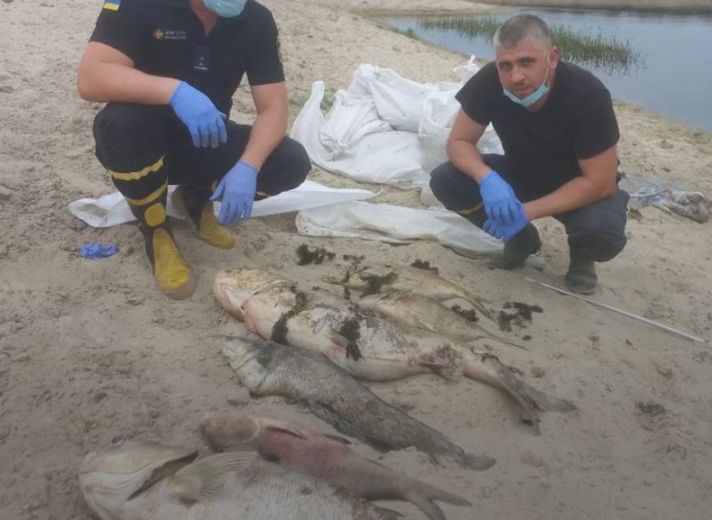 У громаді на Чернігівщині з Сейму виловили близько 1500 кілограм загиблої риби (Фото)