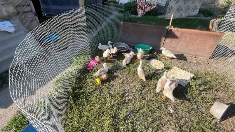 Народили дев'яту дитину та стали дідусем й бабусею: як живе родина з Чернігівщини, чий будинок спалили росіяни