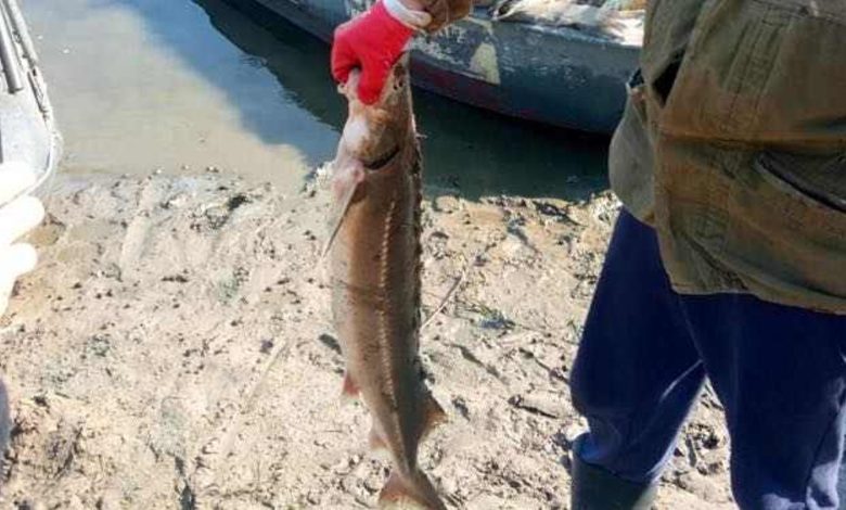 Чотири унікальні види осетрових у Сеймі та Десні – під загрозою скорочення: наслідки забруднення річок 