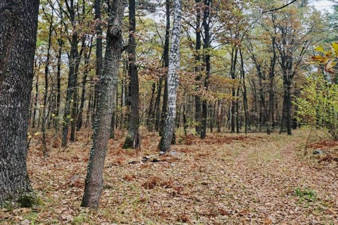 Цього року на Чернігівщині з’явився ще один ландшафтний заказник