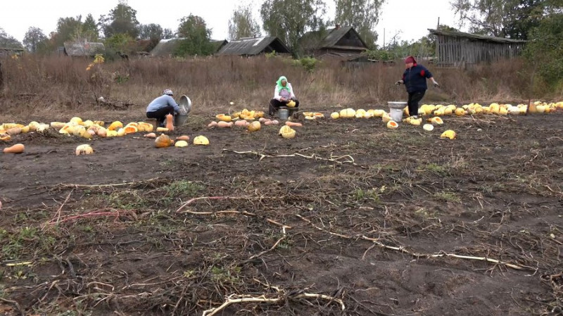 "Дуже страшно — дрон летить, ми вибираємо": як в Архипівці на Чернігівщині під обстрілами збирають гарбузове насіння