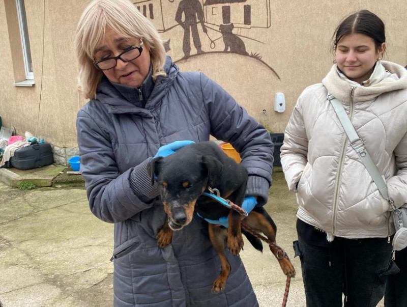 Корми, повідки та одяг: чернігівські ліцеїсти підготували подарунки для чотирилапих