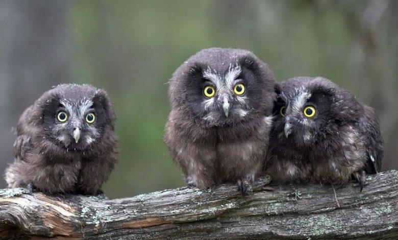 Три пари повік на всі випадки життя та абсолютно безшумний політ: у Чернігівських лісах можна зустріти рідкісного птаха