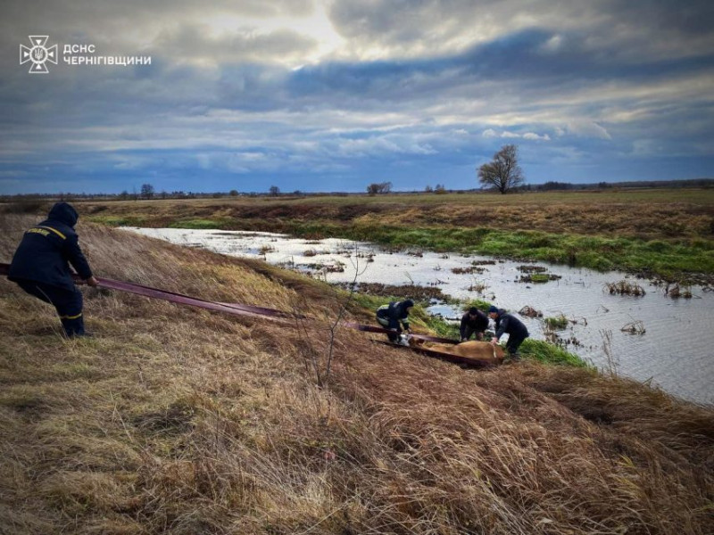 На Чернігівщині рятувальники витягли корову, яка застрягла у водоймі (Фото)