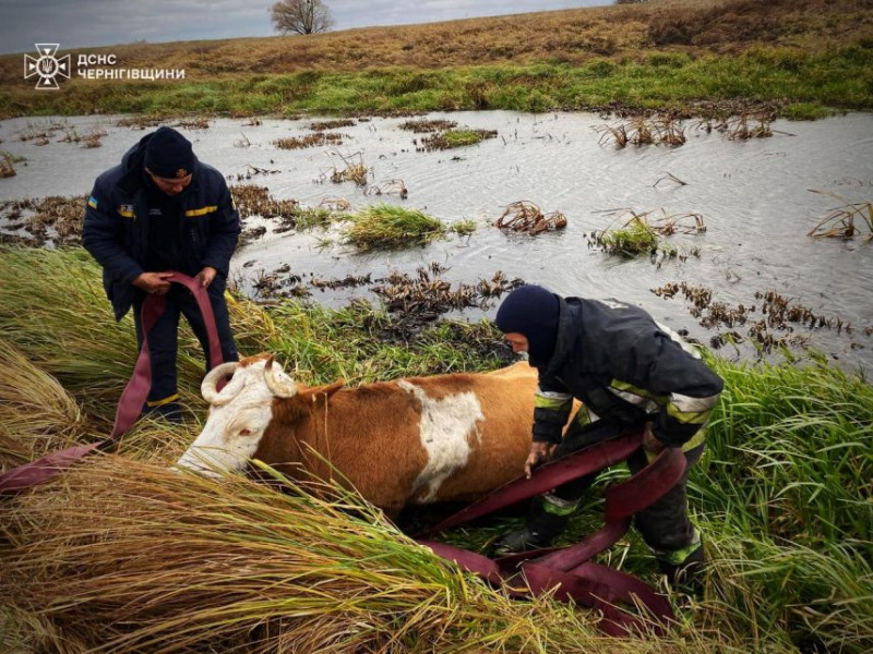 На Чернігівщині рятувальники витягли корову, яка застрягла у водоймі (Фото)