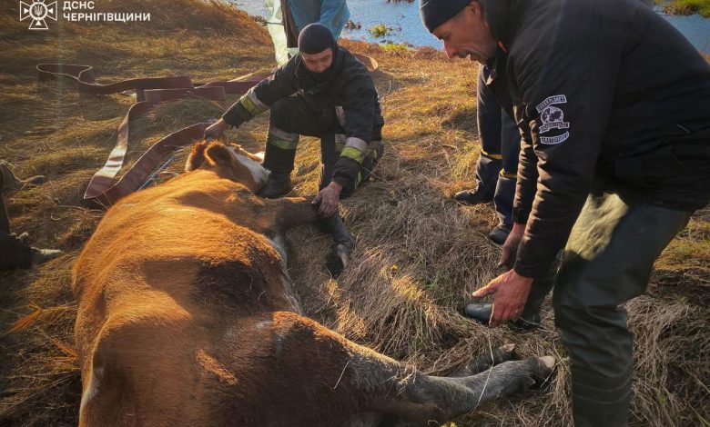 На Чернігівщині рятувальники витягли корову, яка застрягла у водоймі (Фото)