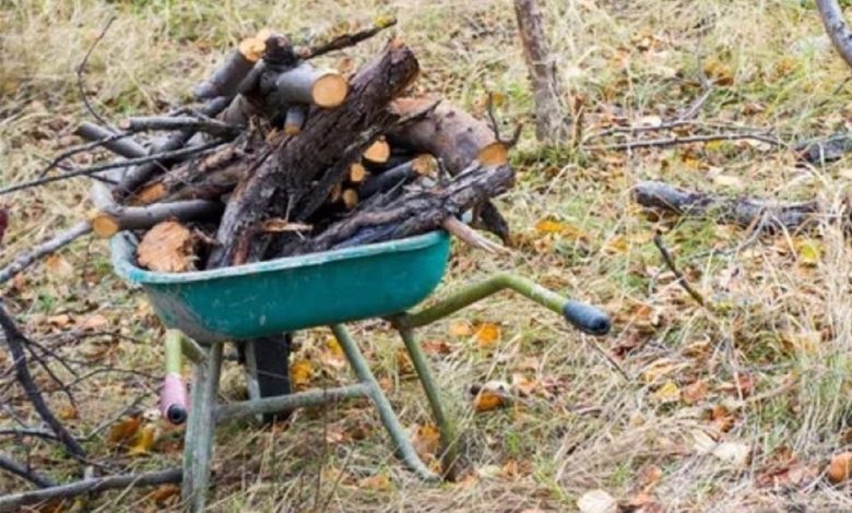 На Чернігівщині визначені лісові ділянки та дні для безкоштовного збору населенням деревини 