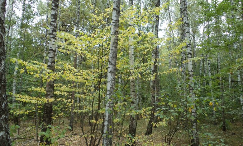 На території Ічнянської громади розташований унікальний лісовий заказник (Фото)