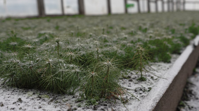 На Чернігівщині продавати ялинки почали раніше ніж торік: на скільки зросла вартість