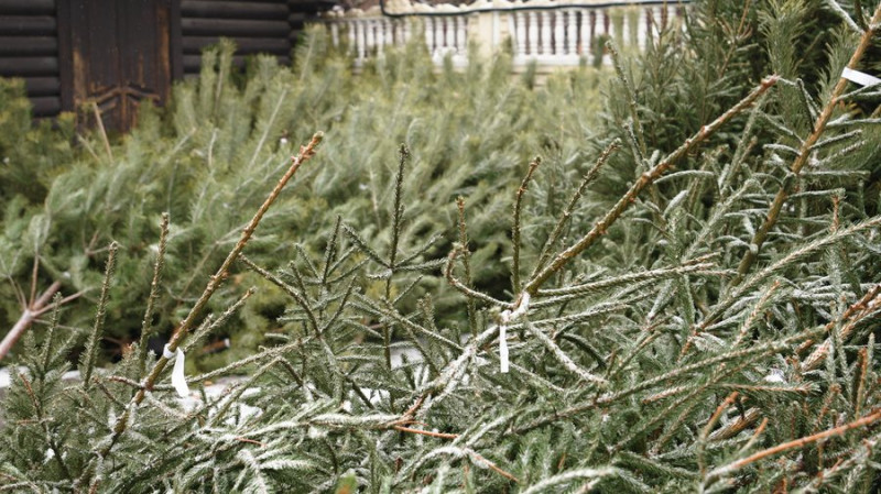 На Чернігівщині продавати ялинки почали раніше ніж торік: на скільки зросла вартість