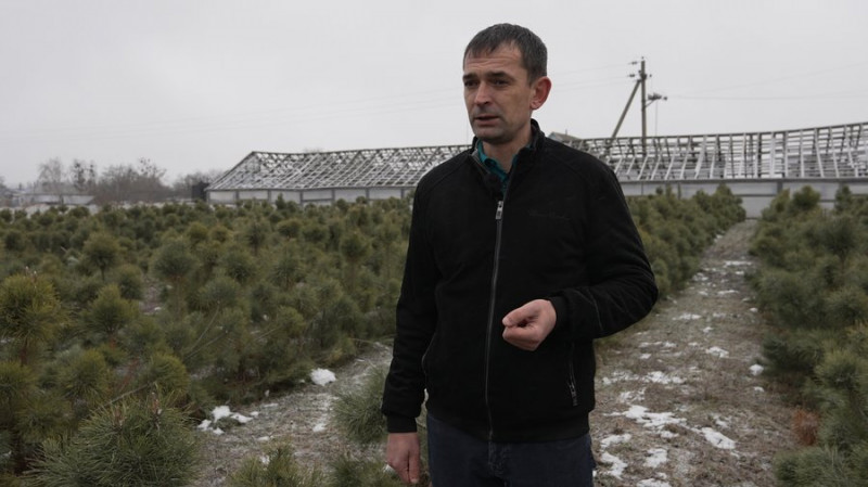 На Чернігівщині продавати ялинки почали раніше ніж торік: на скільки зросла вартість