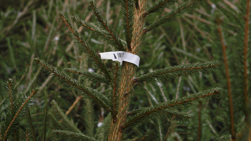 На Чернігівщині продавати ялинки почали раніше ніж торік: на скільки зросла вартість