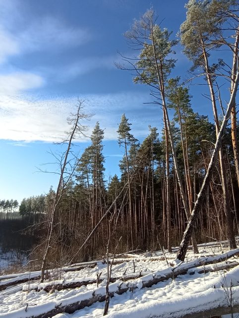 Чернігівцям пропонують прогулятися зимовим маршрутом «Вовчі гори» (Фото)