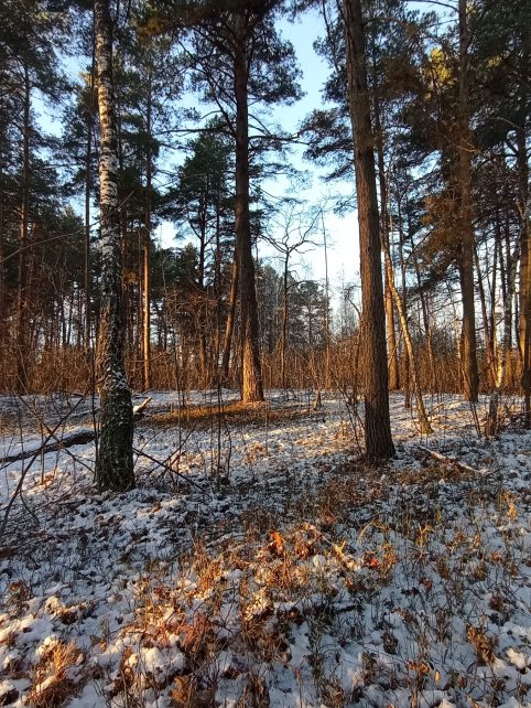 Чернігівцям пропонують прогулятися зимовим маршрутом «Вовчі гори» (Фото)