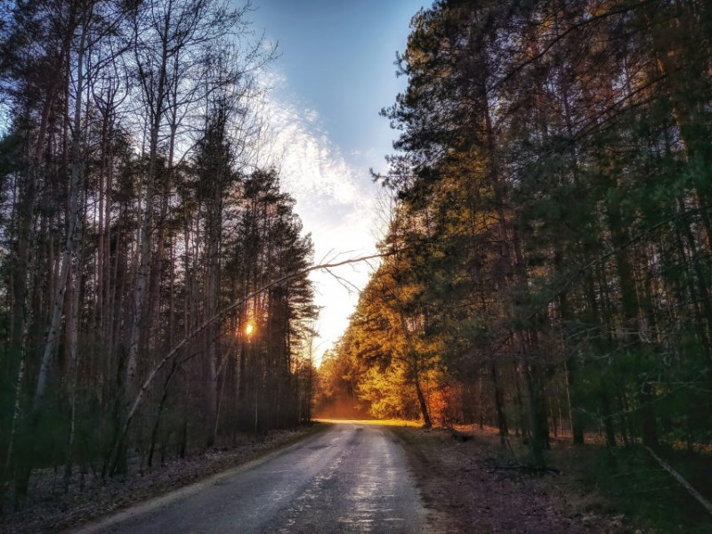 Пейзажі наче з фільму про дику природу: мальовнича Чернігівщина у фото (Фотофакт)