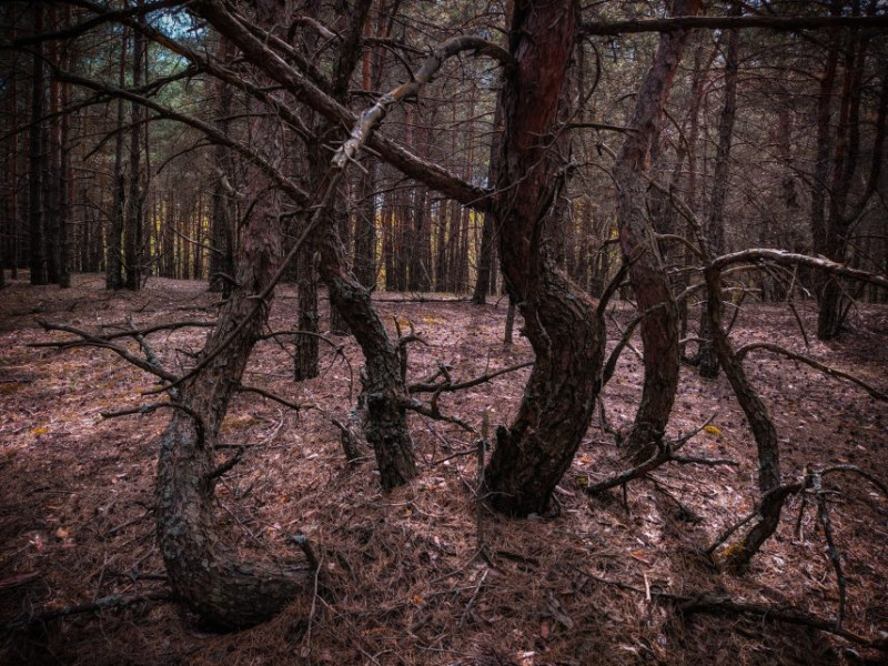 Пейзажі наче з фільму про дику природу: мальовнича Чернігівщина у фото (Фотофакт)