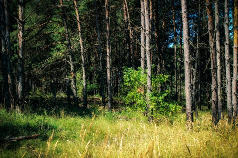 Пейзажі наче з фільму про дику природу: мальовнича Чернігівщина у фото (Фотофакт)