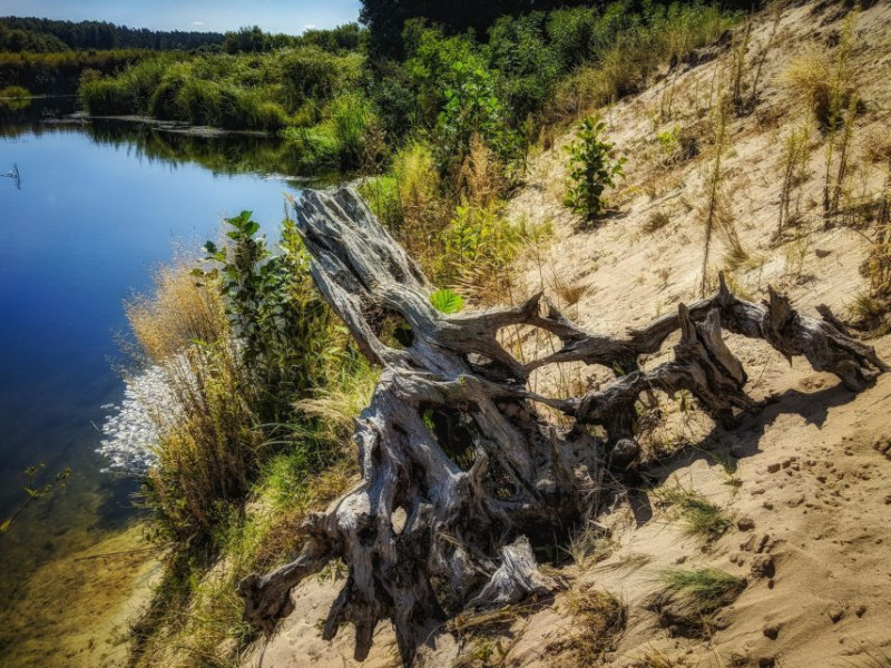 Пейзажі наче з фільму про дику природу: мальовнича Чернігівщина у фото (Фотофакт)