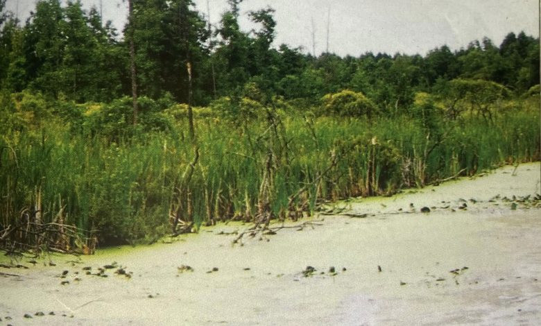 Село на Чернігівщині, оточене лісами: історія походження назви Грабів