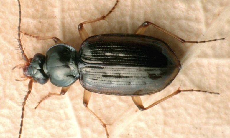 Жук – ровесник динозаврів є й на Чернігівщині