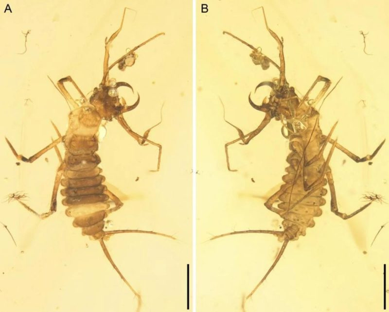 Жук – ровесник динозаврів є й на Чернігівщині