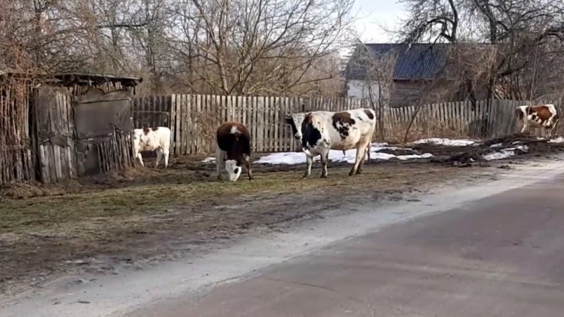 На реалізацію Програми розвитку молочного скотарства у Чернігівській області на 2025-2027 роки передбачено 54 млн грн