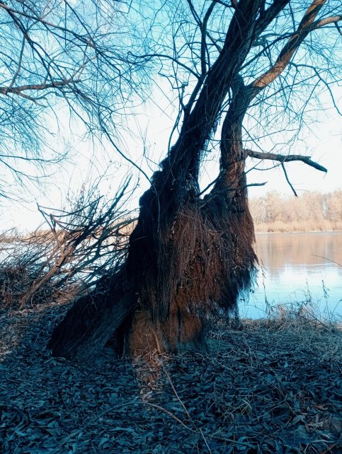 На Чернігівщині ростуть «бородаті» верби (Фото)