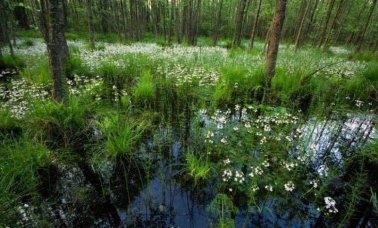 На Чернігівщині розташовані майже 700 заповідників