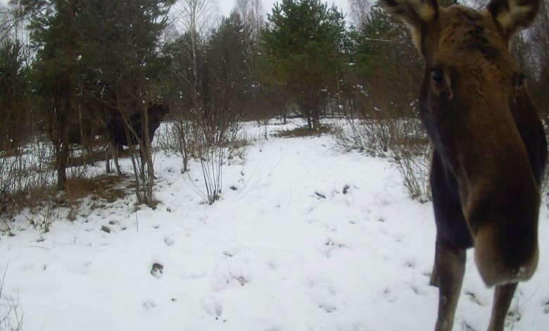 На прикордонні Чернігівщини в об’єктив аеророзвідників потрапили лосі (Відео)