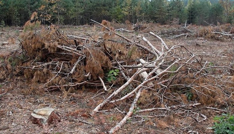 Чи безпечно збирати безоплатні дрова жителям прифронтових територій: коментар начальника Корюківської РВА