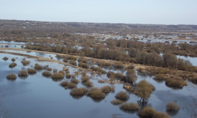 На Чернігівщині розташовується своя українська тайга (Фото)