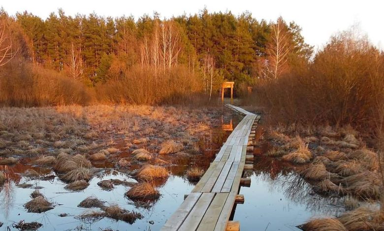 На Чернігівщині знаходиться понад 59 тисяч га унікальних водно-болотних угідь