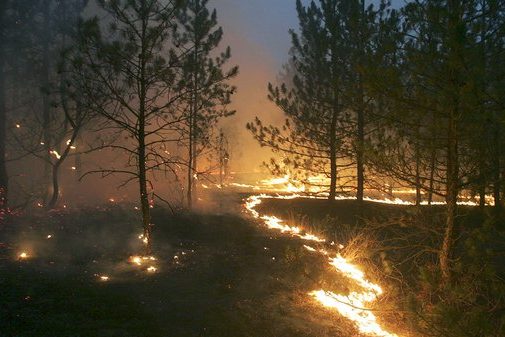 Прикордонні ліси Чернігівщини під вогнем: екологічні жертви війни