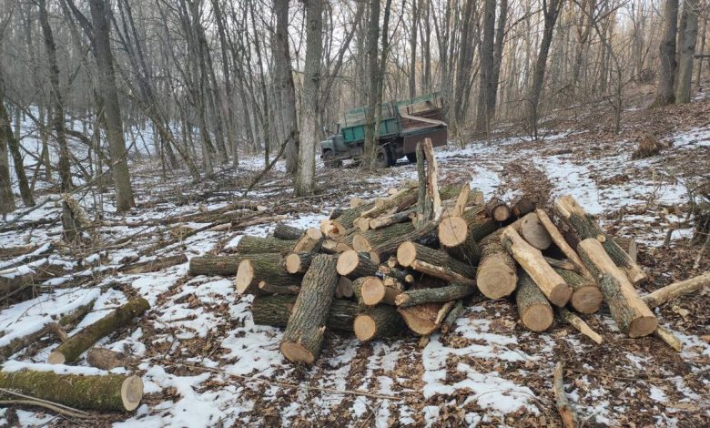 На Прилуччині поліцейські розслідують кримінальне провадження за фактом незаконної порубки дубів (Фото)