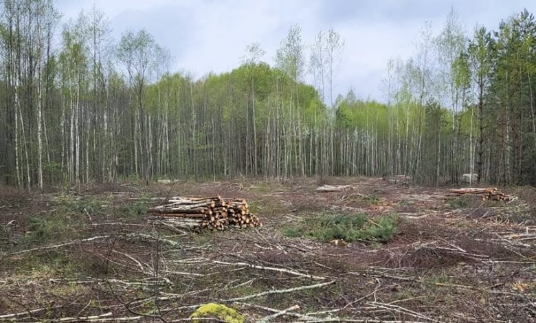 Понад 32 мільйони збитків: на Чернігівщині виявили незаконну вирубку 