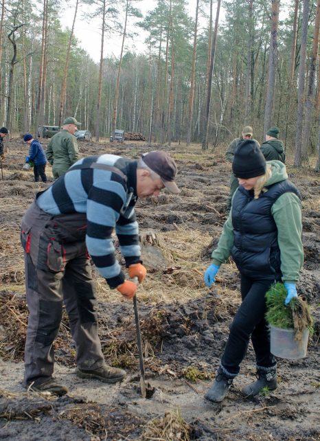 Попри небезпеку обстрілів на прикордонні Чернігівщини почали заліснювати території (Фото, Відео)