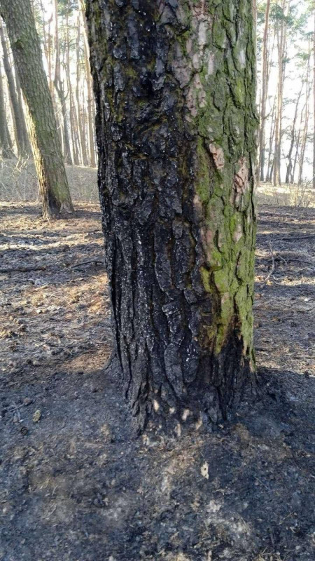 У Ялівщині сталася пожежа (Фото)