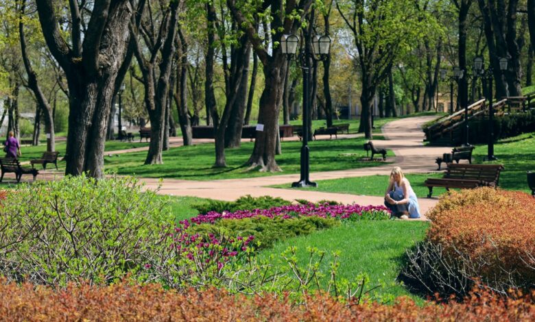 У Чернігові розквітла 100-річна вишня-антипка (Фото)