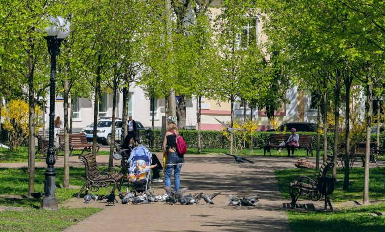 У Чернігові розквітла 100-річна вишня-антипка (Фото)