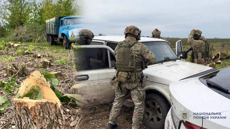 Завдали збитків на близько 4 млн грн: на Чернігівщині викрили угруповання, яке підозрюють у масштабній вирубці лісу