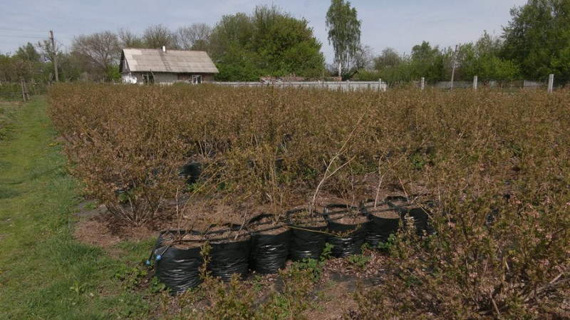 Працював будівельником у Києві, а тепер вирощує лохину на Чернігівщині: як це вдається та які є складнощі