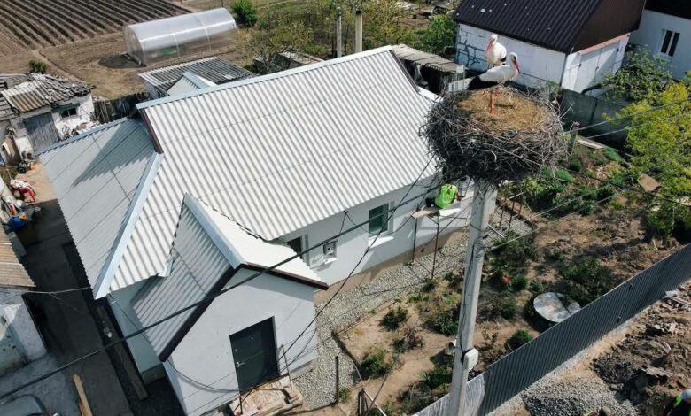 Біля будинку у селі Ягідне на Чернігівщині оселилися лелеки (Фото)